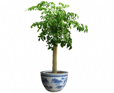 幸福樹(shù)